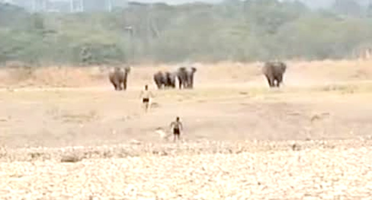 सेल्फी के चक्कर में खतरे में पड़ी जान, हाथियों ने युवकों को दौड़ाया