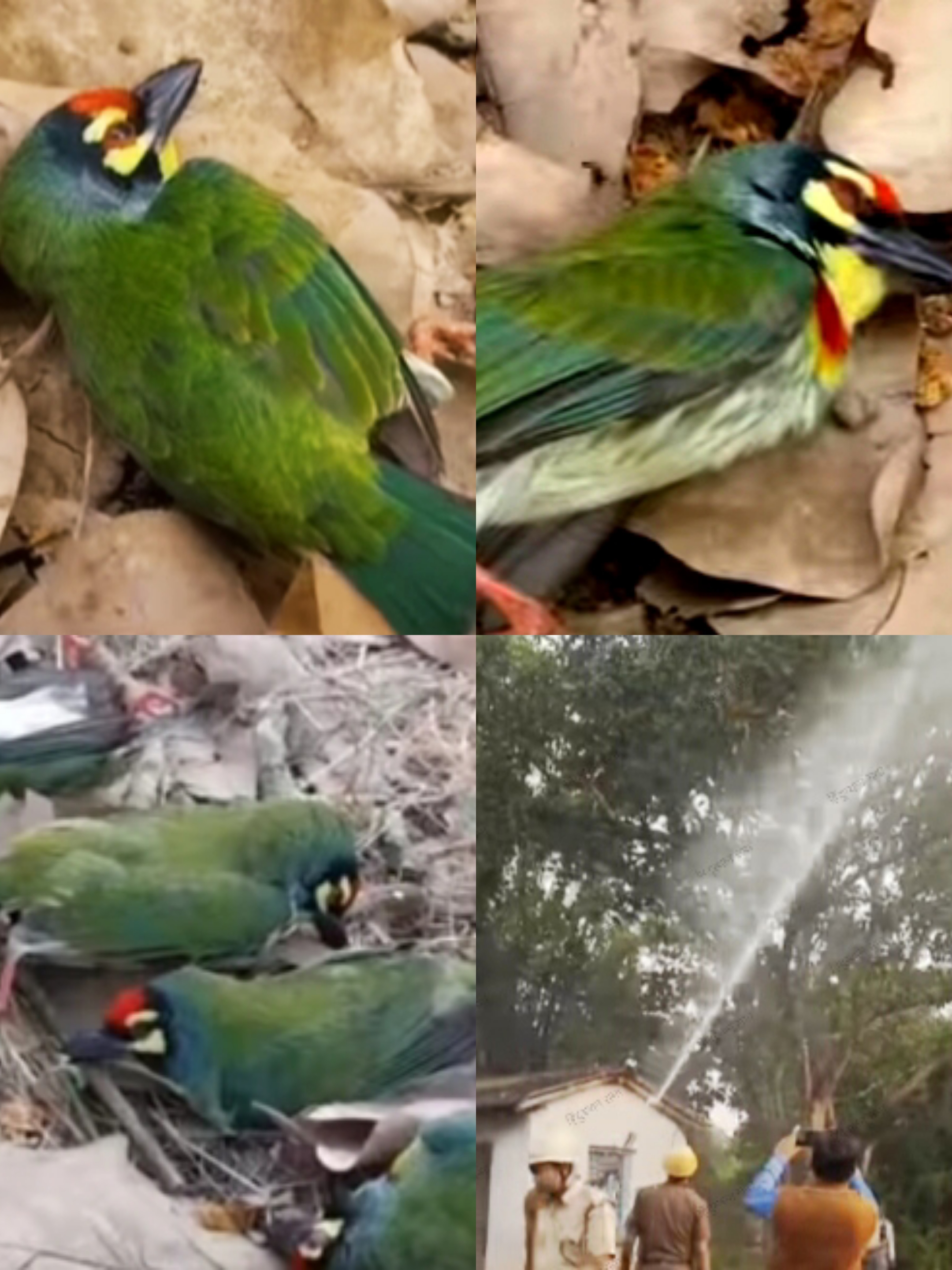 वट का लाल फल खाने से हो रही पक्षियों की मौत, विष दिए जाने के संदेह ने बढ़ाया आक्रोश