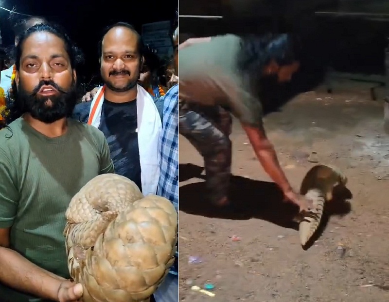 मप्र के शिवपुरी जिले के घर में घुसा दुर्लभ पैंगोलिन, सर्पमित्र और वन विभाग ने रेस्क्यू कर सुरक्षित जंगल में छोड़ा