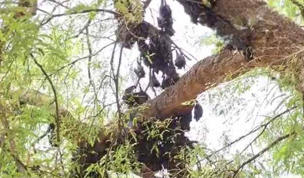 कांकेर के सरोना में हीट स्ट्रोक से 500 से अधिक चमगादड़ों की मौत
